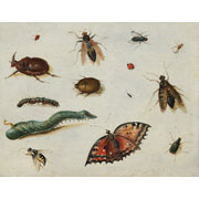 Jan van Kessel the Elder<br><i>Insects</i>