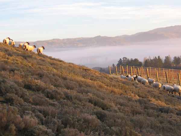 Sam-Neill_sheep4 - Пастбища в винодельческом хозяйстве Сэма Нила в Новой Зеландии | Блог о вине